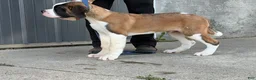 Saint Bernard dogs for sale: Boogie bear  - Ad 2