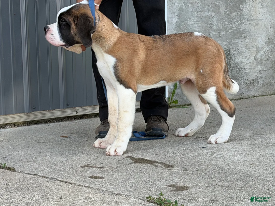 Saint Bernard dogs for sale: Boogie bear  - Ad 2