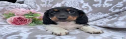 Miniature Dachshund dogs for sale: Hunter - Ad 3