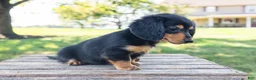 Miniature Dachshund dogs for sale: Diva - Ad 12