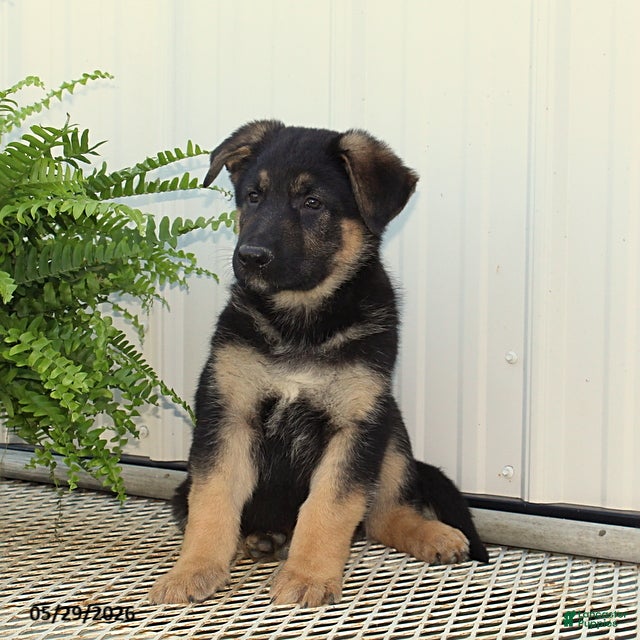 German Shepherd dogs Tucker - Ad 2