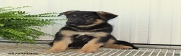 German Shepherd dogs for sale: Tucker - Ad 2