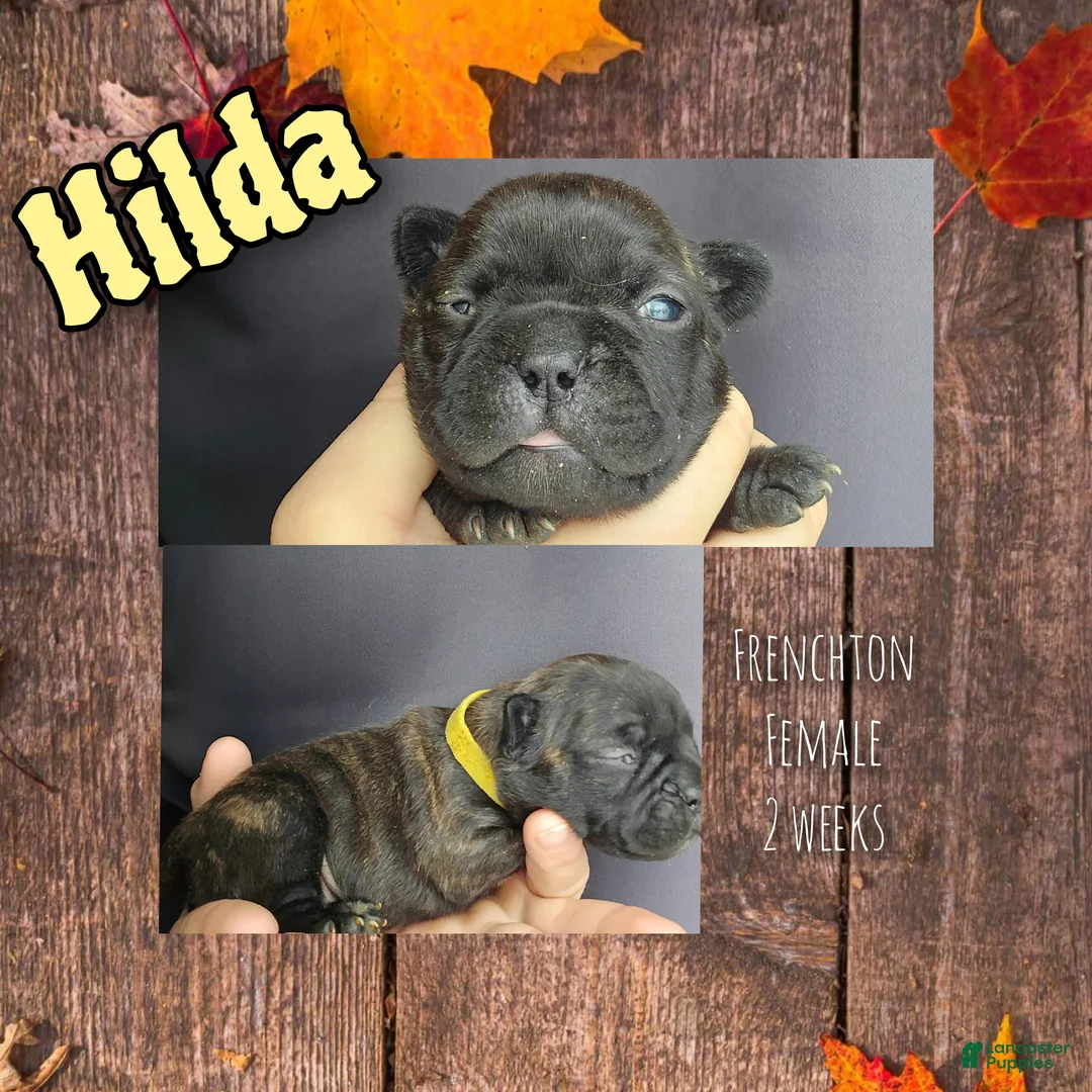 Frenchton dogs for sale: Hilda - Ad 1