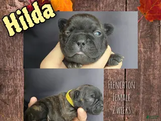 Frenchton dogs Hilda - Ad 34