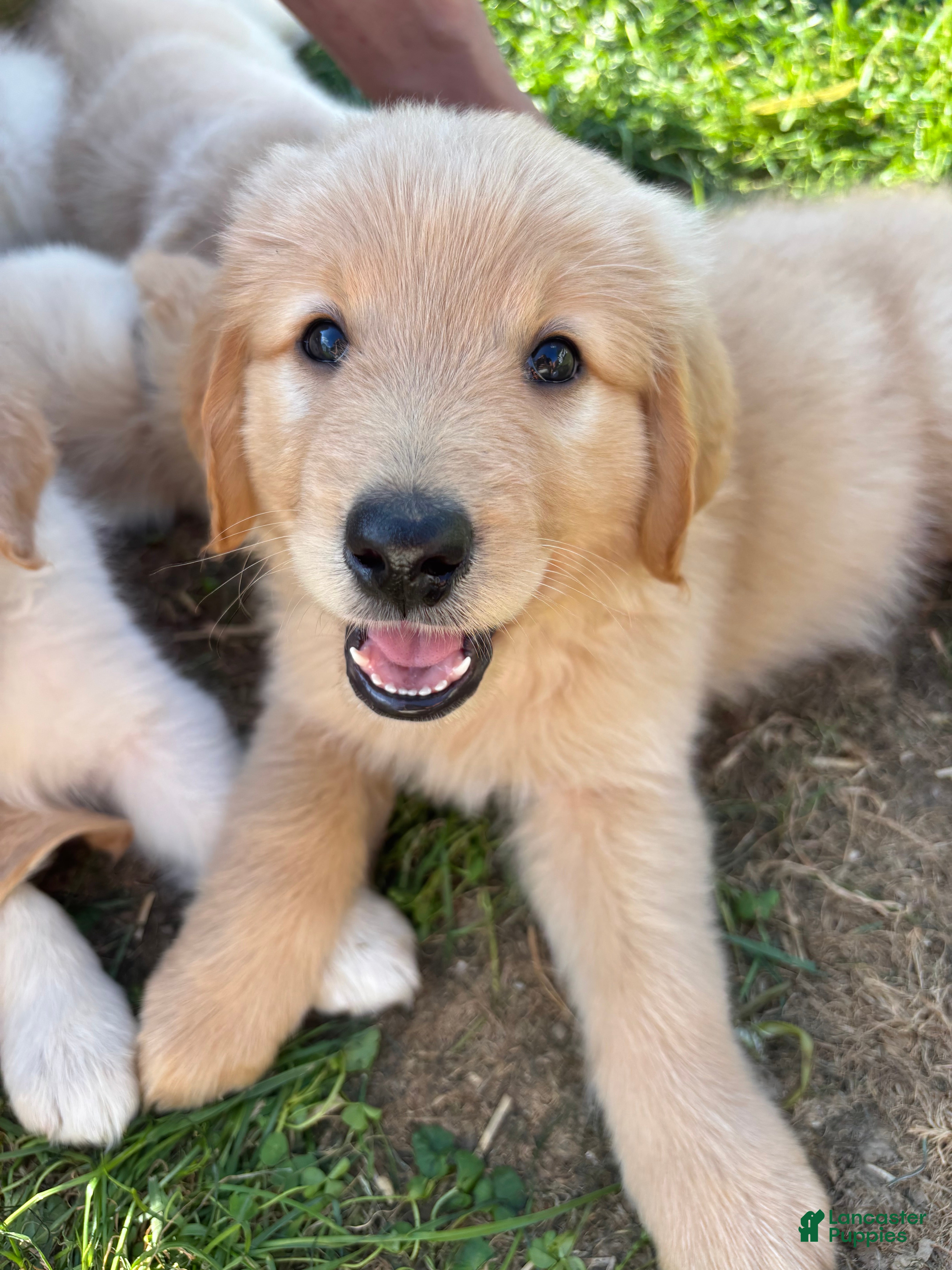 Mixed Breed dogs Brown Collar - Ad 41