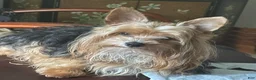 Yorkshire Terrier dogs for sale: Boy 2 - Ad 3