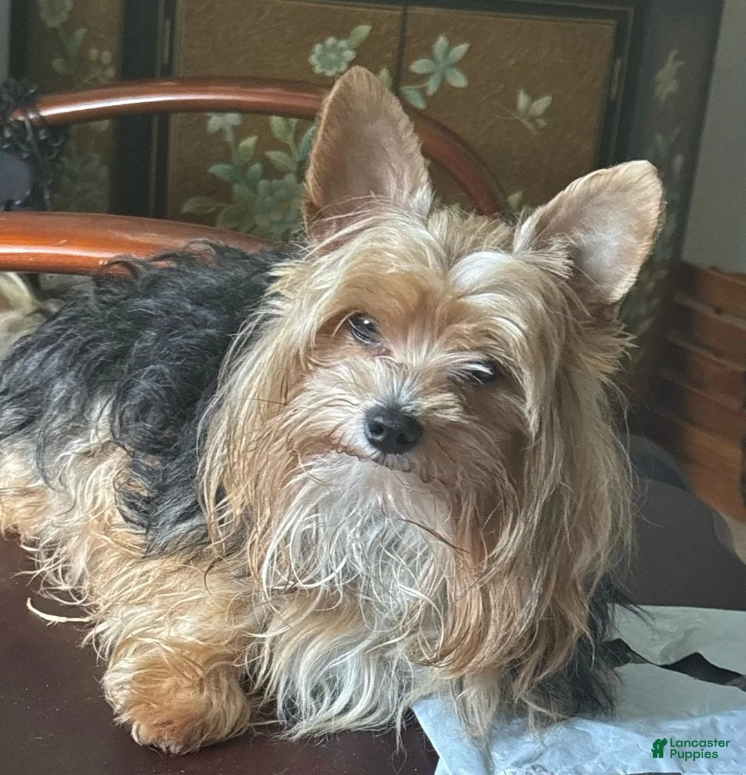 Yorkshire Terrier dogs for sale: Boy 2 - Ad 3