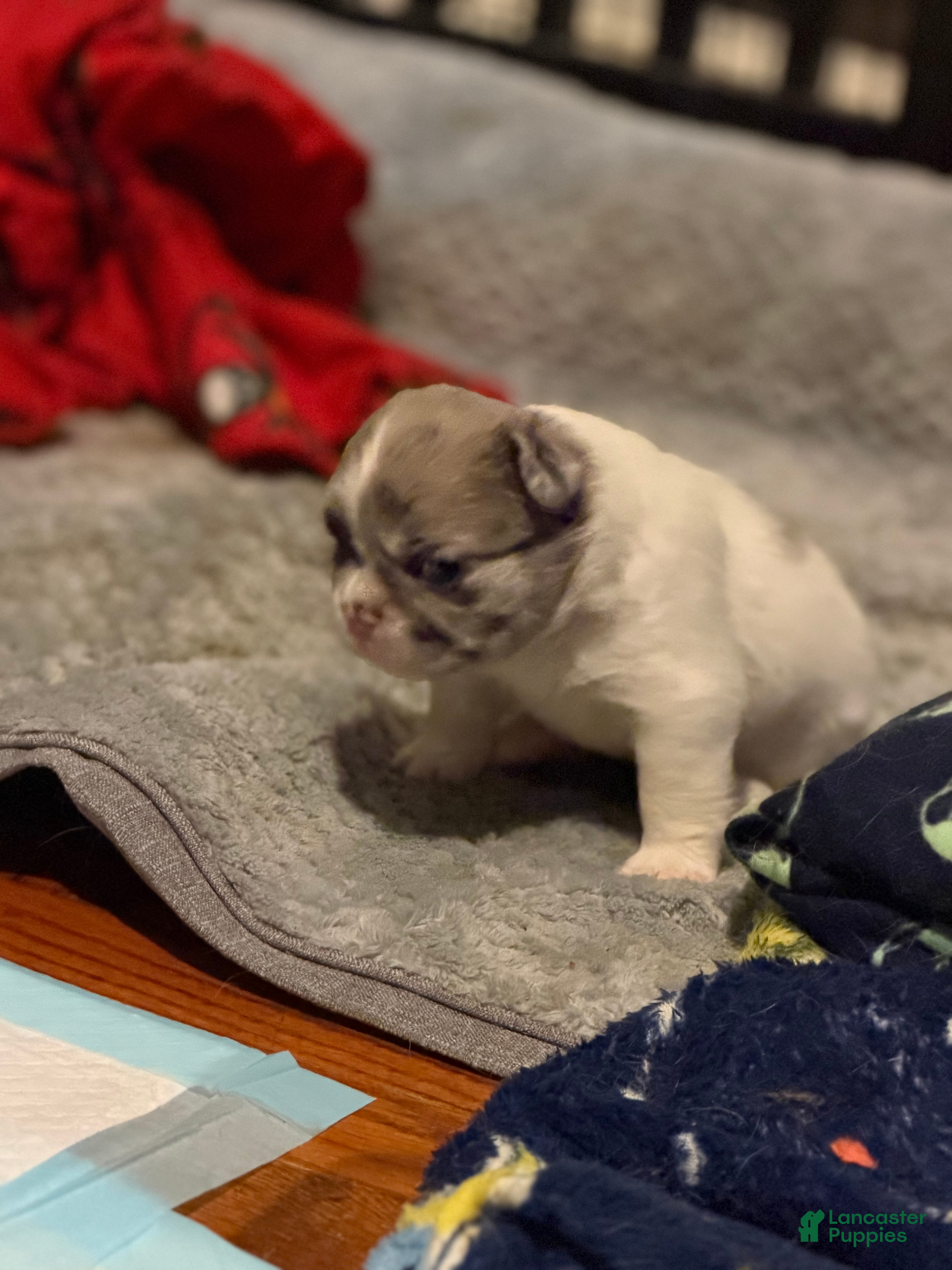 French Bulldog dogs for sale: Lola - Ad 2