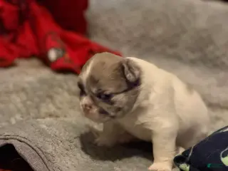 French Bulldog dogs for sale: Lola - Ad 2