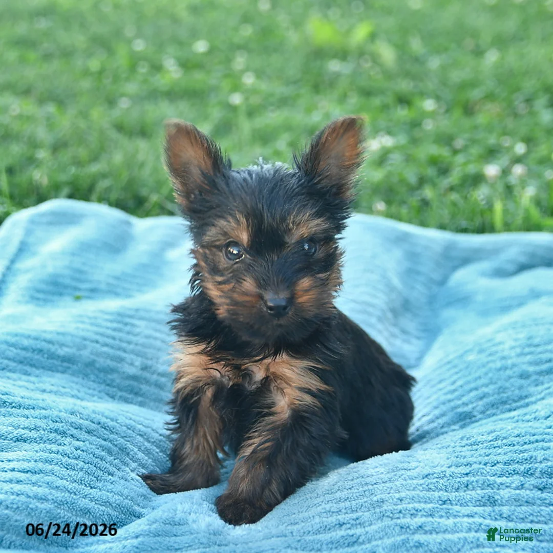 Yorkshire Terrier dogs for sale: Laurel  - Ad 3
