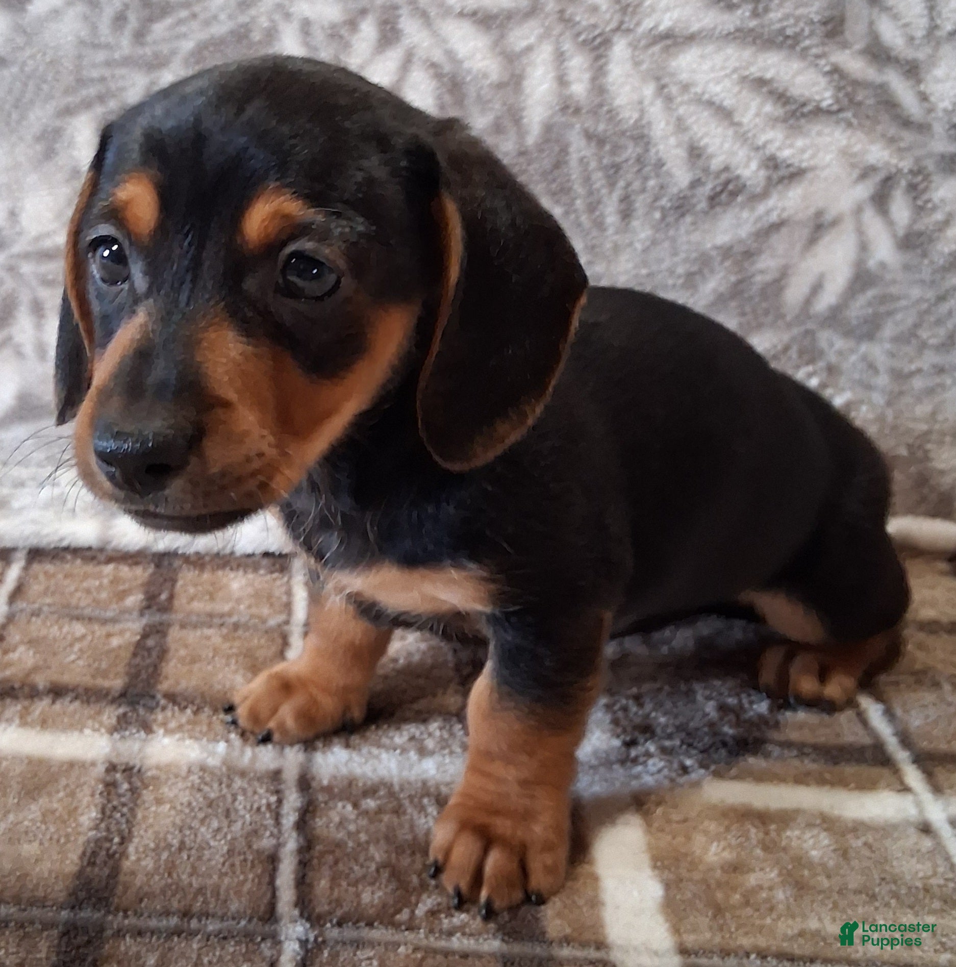 Miniature Dachshund dogs Romeo - Ad 1