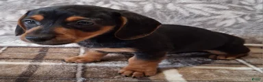 Romeo