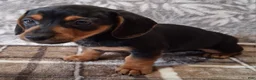 Miniature Dachshund dogs for sale: Romeo - Ad 1