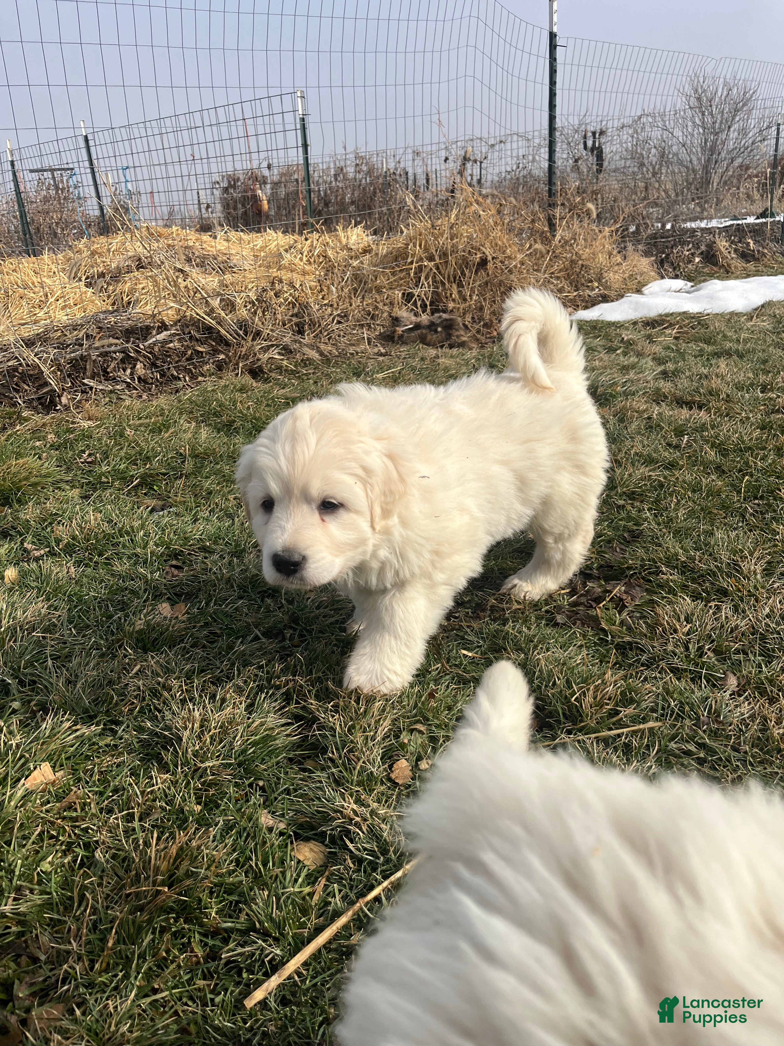Great Pyrenees dogs Solanus - Ad 2