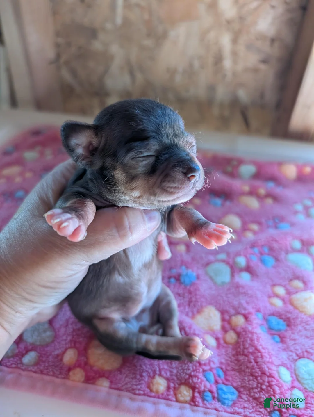 Chihuahua dogs for sale: Mia - Ad 2