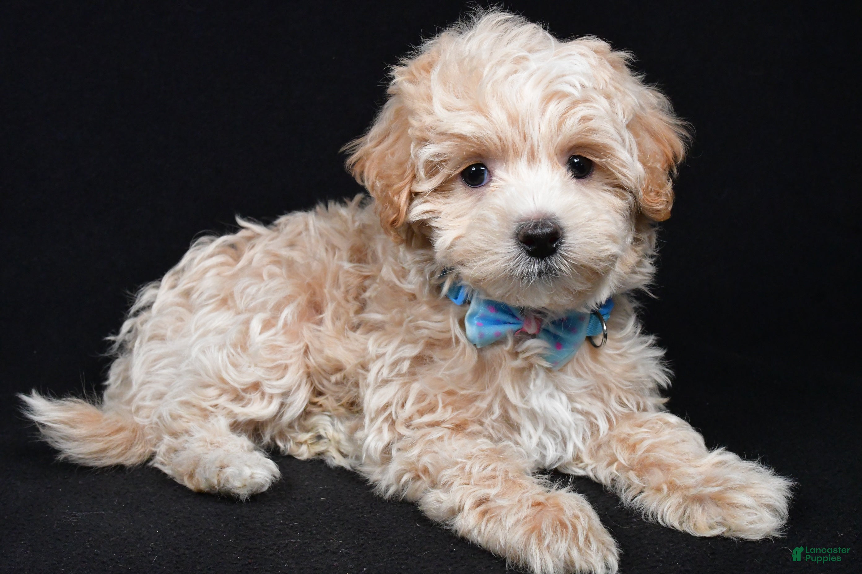 Maltipoo dogs Josh - Ad 19