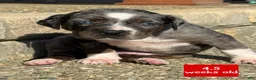 Catahoula Leopard Dog dogs for sale: Red, Male - Ad 3