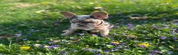 French Bulldog dogs for sale: French Bulldog Puppy 3 - Ad 2