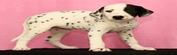 Dalmatian dogs for sale: Jingle - Ad 3