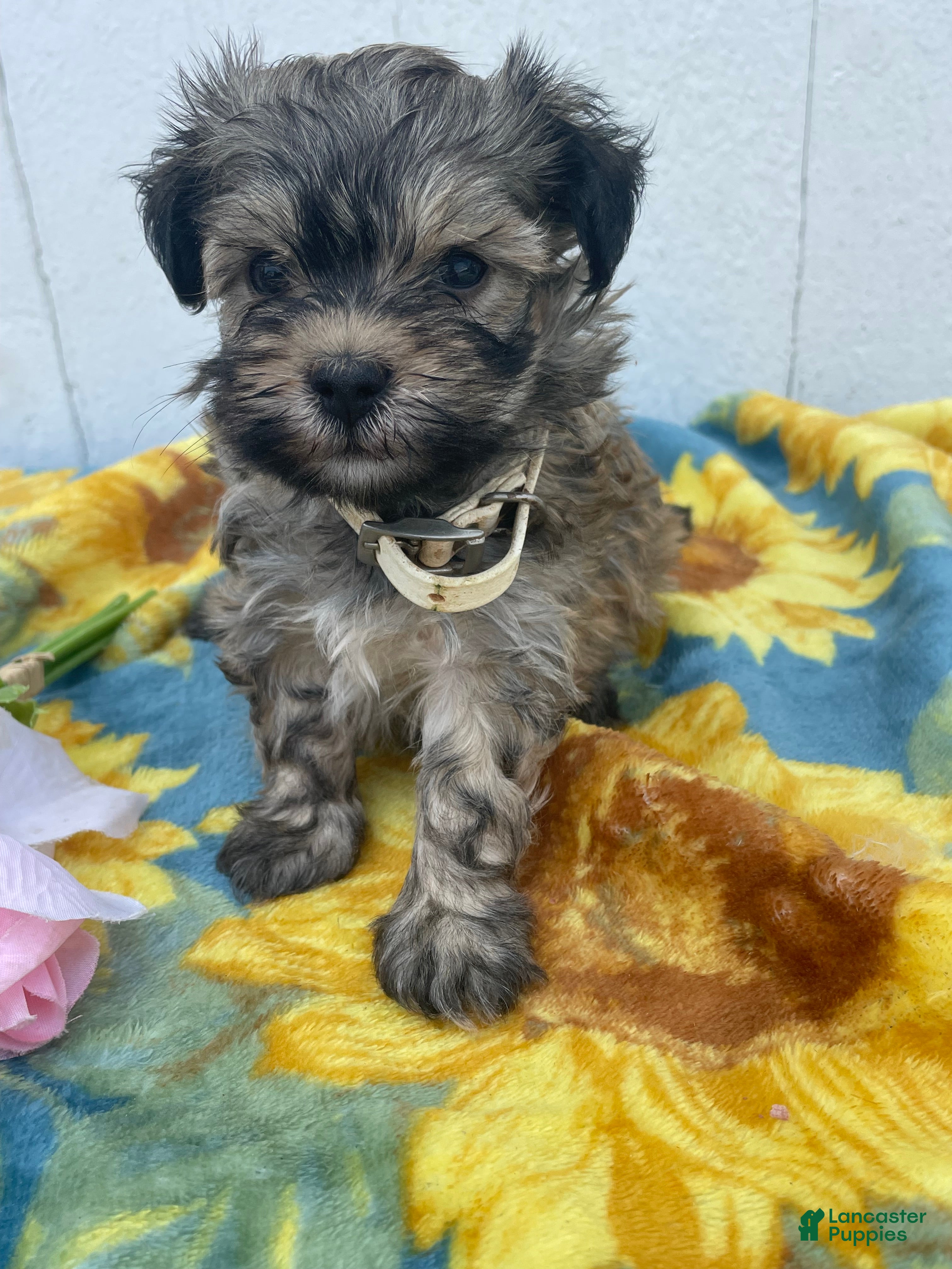 Havanese dogs Mimi - Ad 36