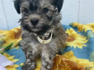 Havanese dogs Mimi - Ad 36