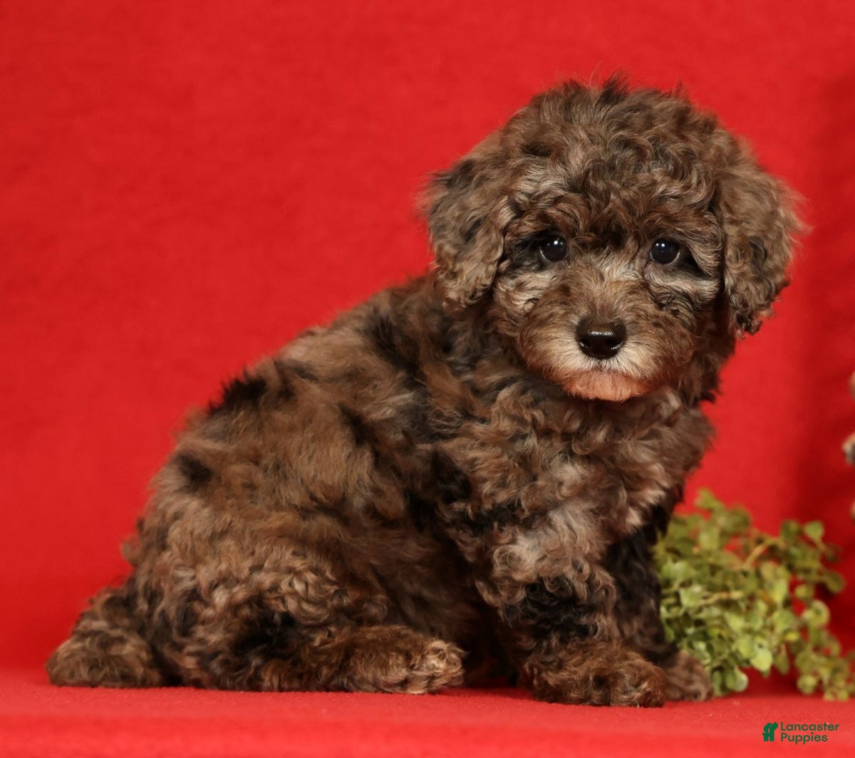 Miniature Poodle dogs Oreo - Ad 1