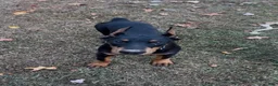 Doberman Pinscher dogs for sale: gemma - Ad 2