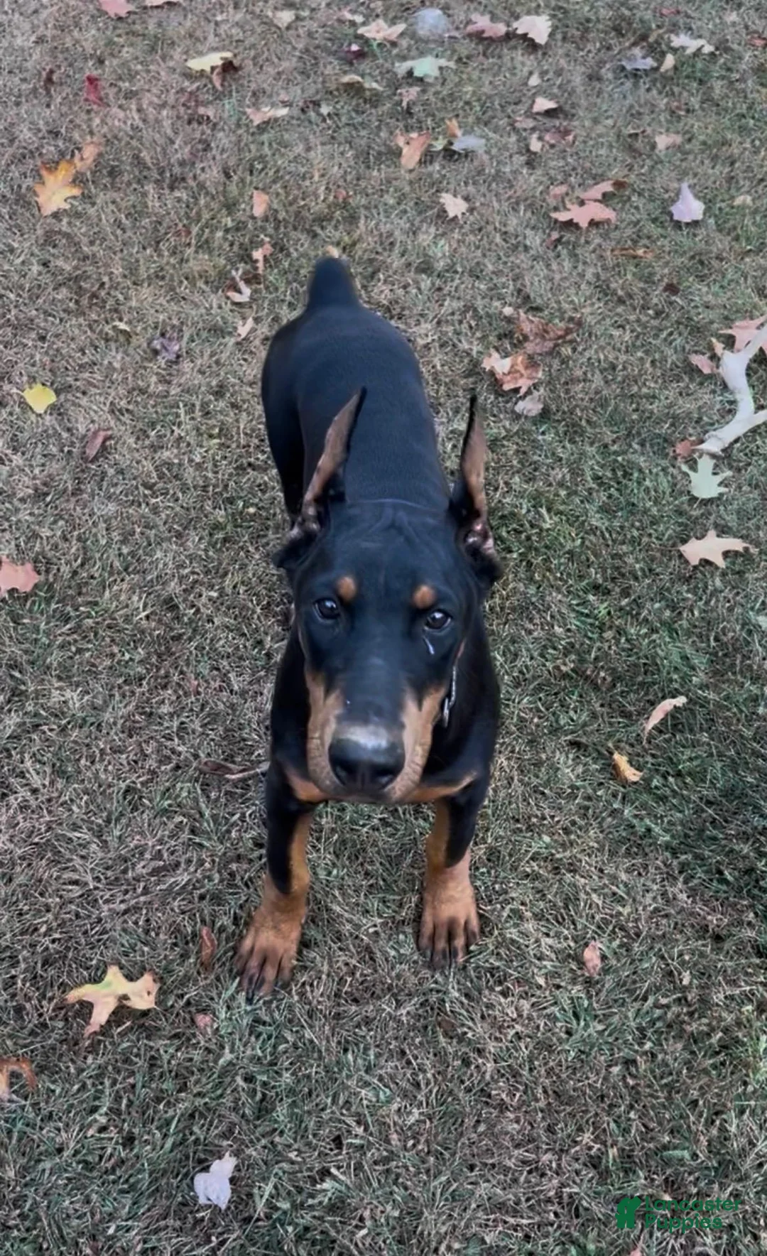 Doberman Pinscher dogs for sale: gemma - Ad 2