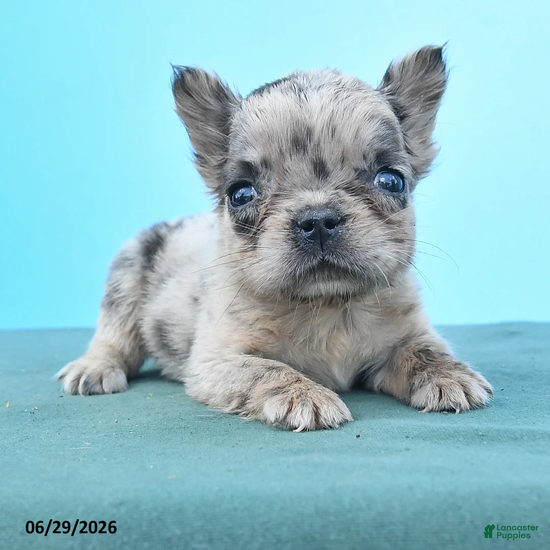 French Bulldog dogs for sale: Tiny Dawn - Ad 2