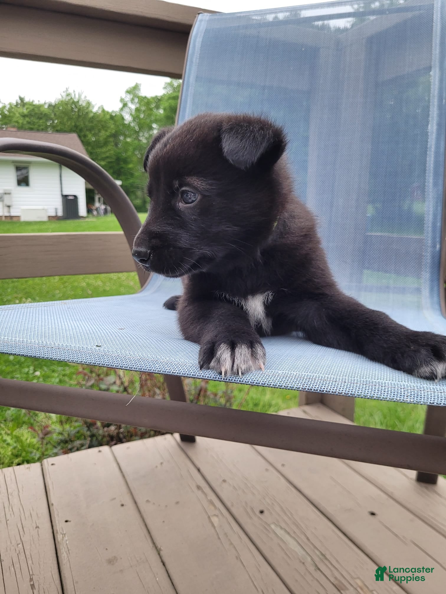Mixed Breed dogs Loki - Ad 1