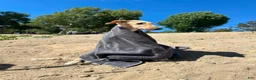 Borzoi dogs for sale: Victor - Ad 17