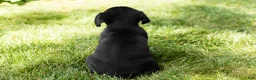 Cane Corso dogs for sale: Ace - Ad 6
