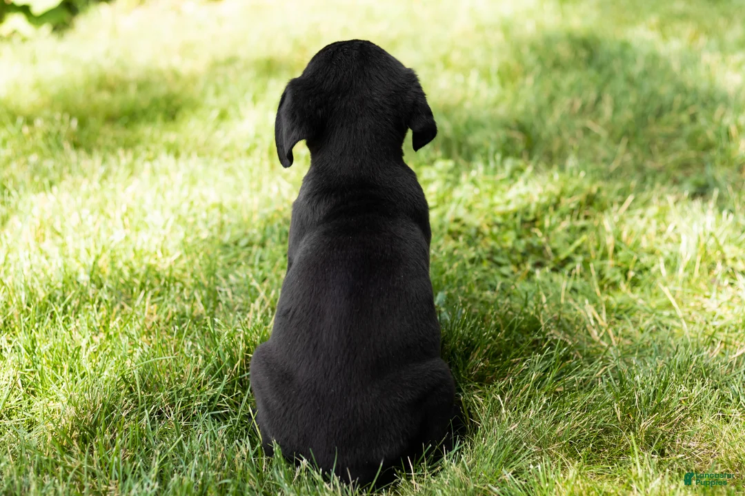 Cane Corso dogs for sale: Ace - Ad 6