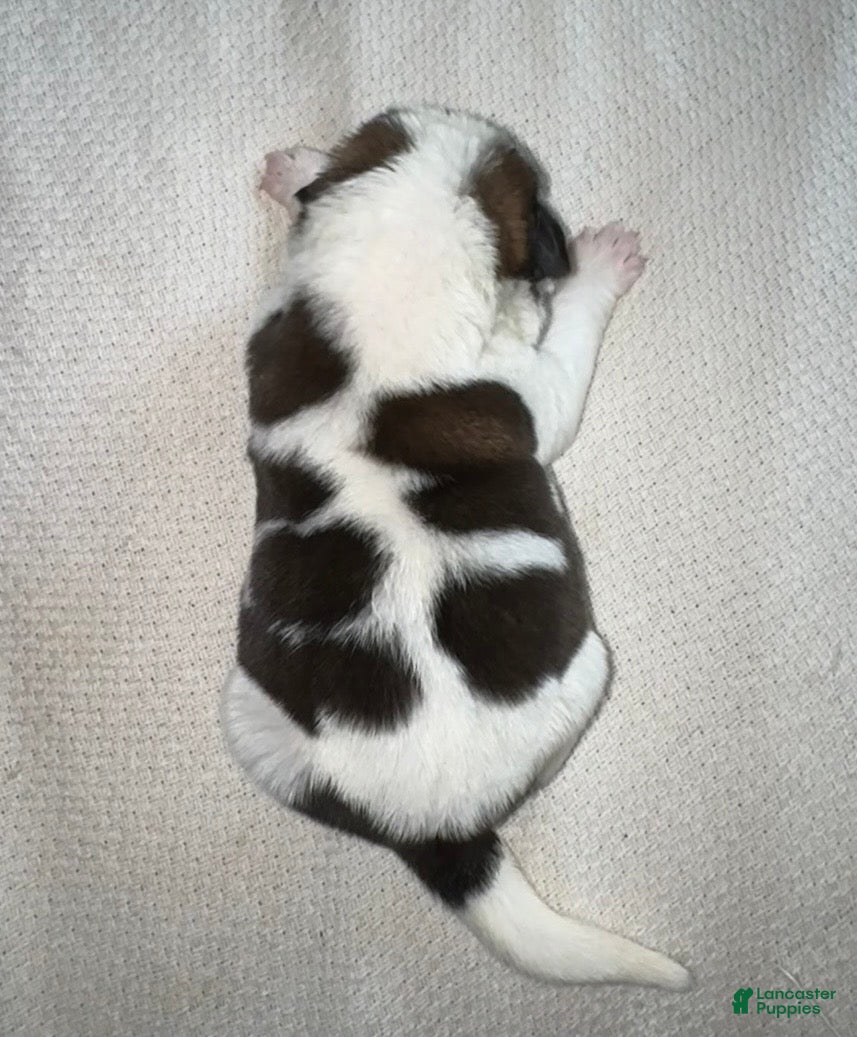 Saint Bernard dogs Betsy 🐄  - Ad 10