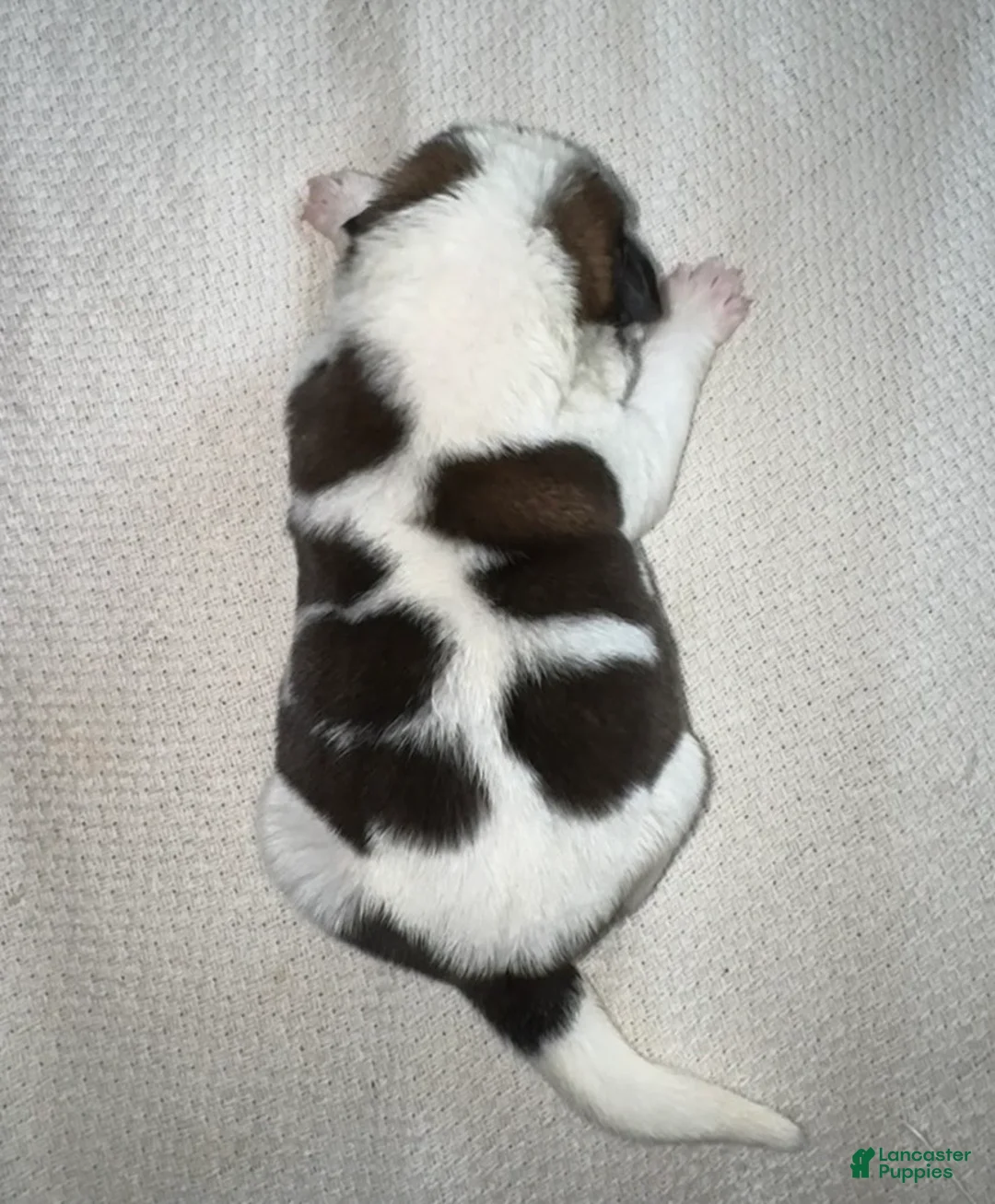 Saint Bernard dogs for sale: Betsy 🐄  - Ad 2