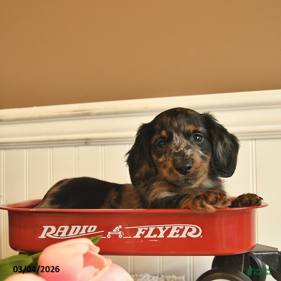 Miniature Dachshund dogs Toby  - Ad 2