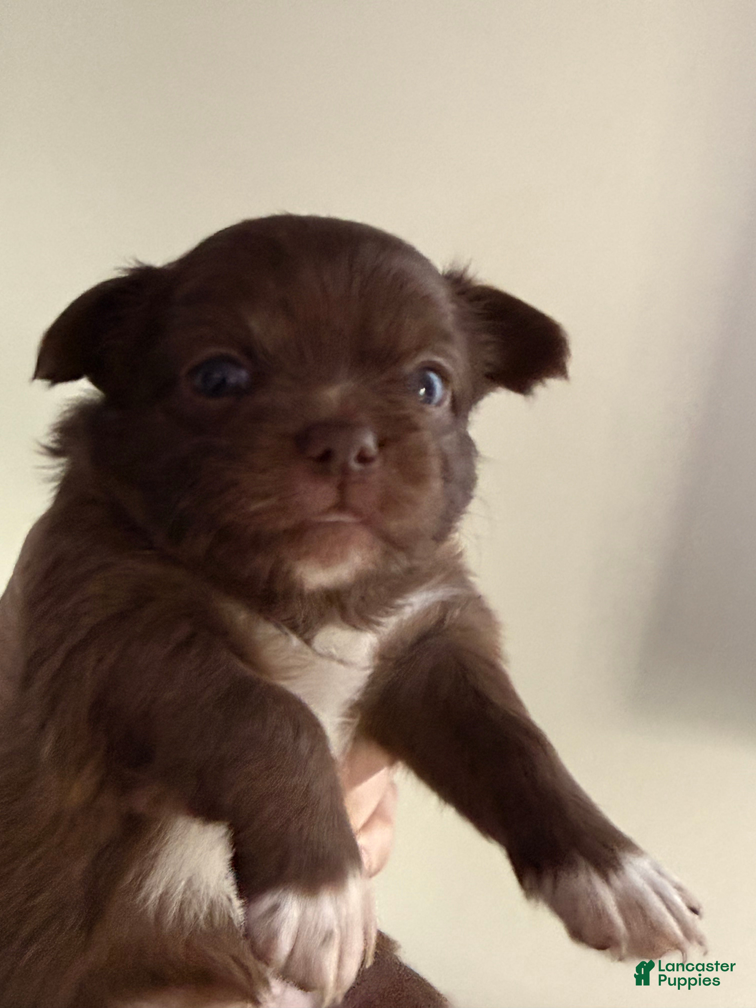 Chihuahua dogs Astrid - Ad 1