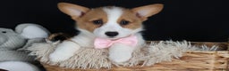 Welsh Corgi Pembroke dogs for sale: Honey - Ad 2
