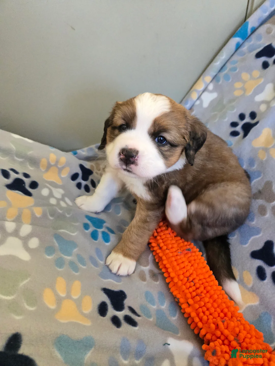 Mixed Breed dogs for sale: Zues - Ad 29