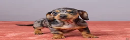 Miniature Dachshund dogs for sale: Ryan - Ad 5