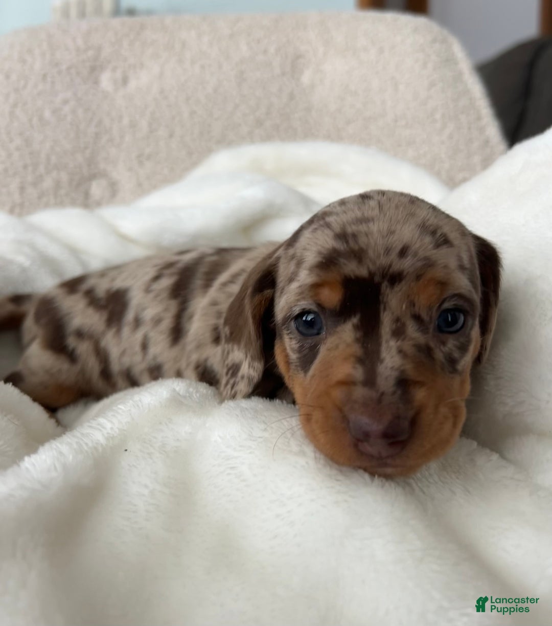 Miniature Dachshund dogs for sale: Roxy - Ad 11