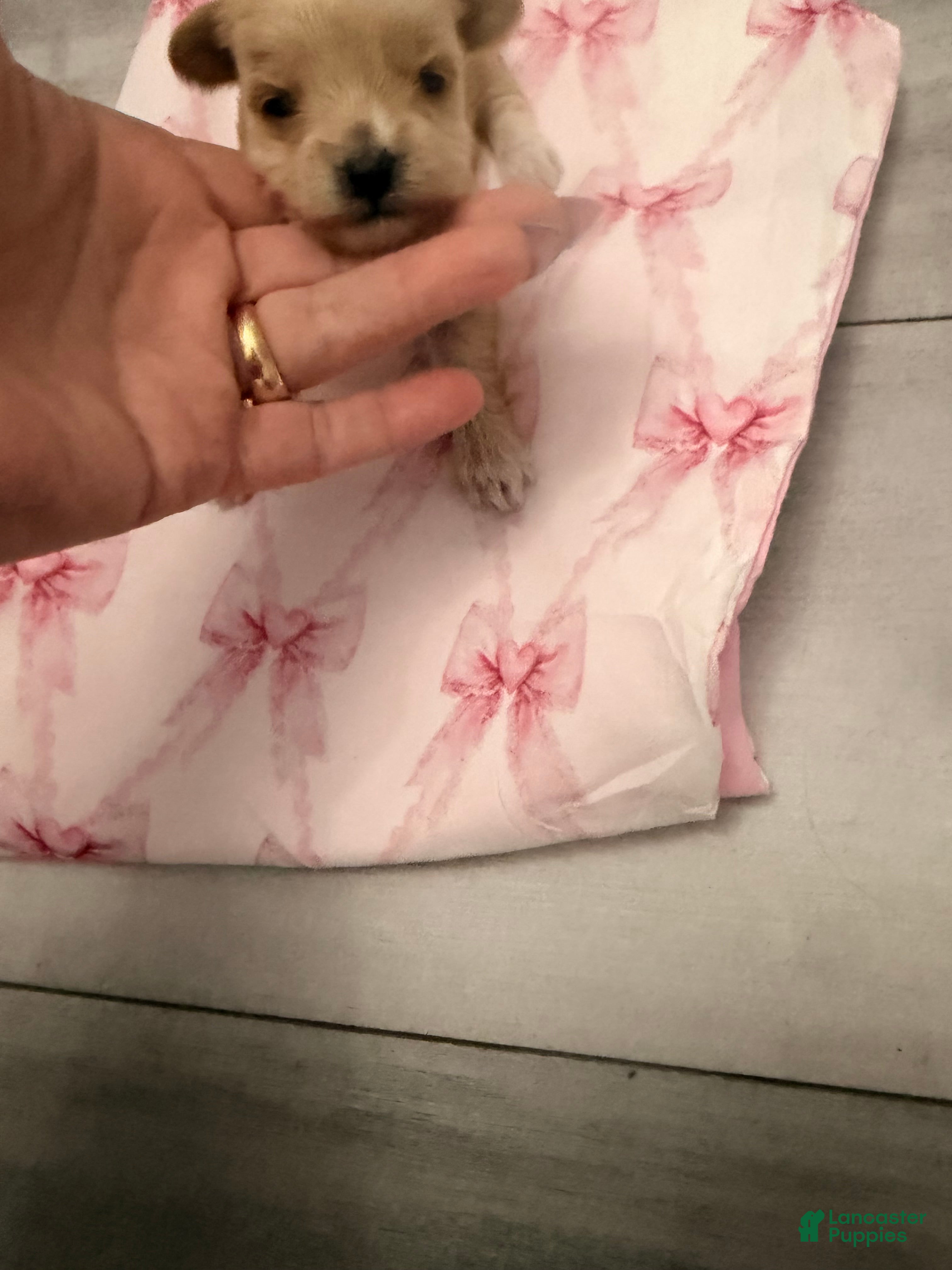 Yorkiepoo dogs Yorkiepoo 5 - Ad 3