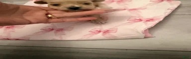 Yorkiepoo 5