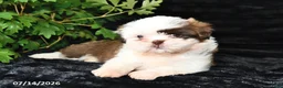 Shih Tzu dogs for sale: Daisy - Ad 4