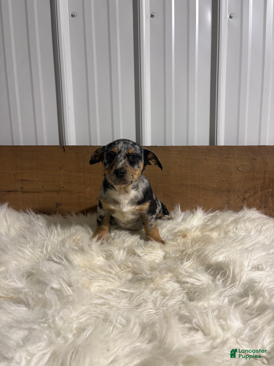 Mixed Breed dogs for sale: Mixed Breed Puppy 5 - Ad 2
