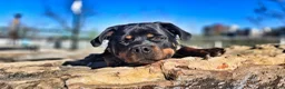 Rottweiler dogs for sale: 2nd Pick Female - Ad 24