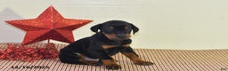 Doberman Pinscher dogs for sale: Jackson - Ad 4