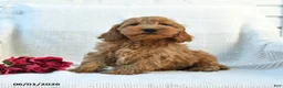 Cockapoo dogs for sale: Jaden - Ad 3
