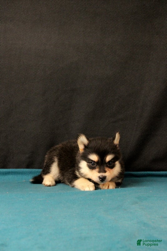 Pomsky dogs Savannah - Ad 1