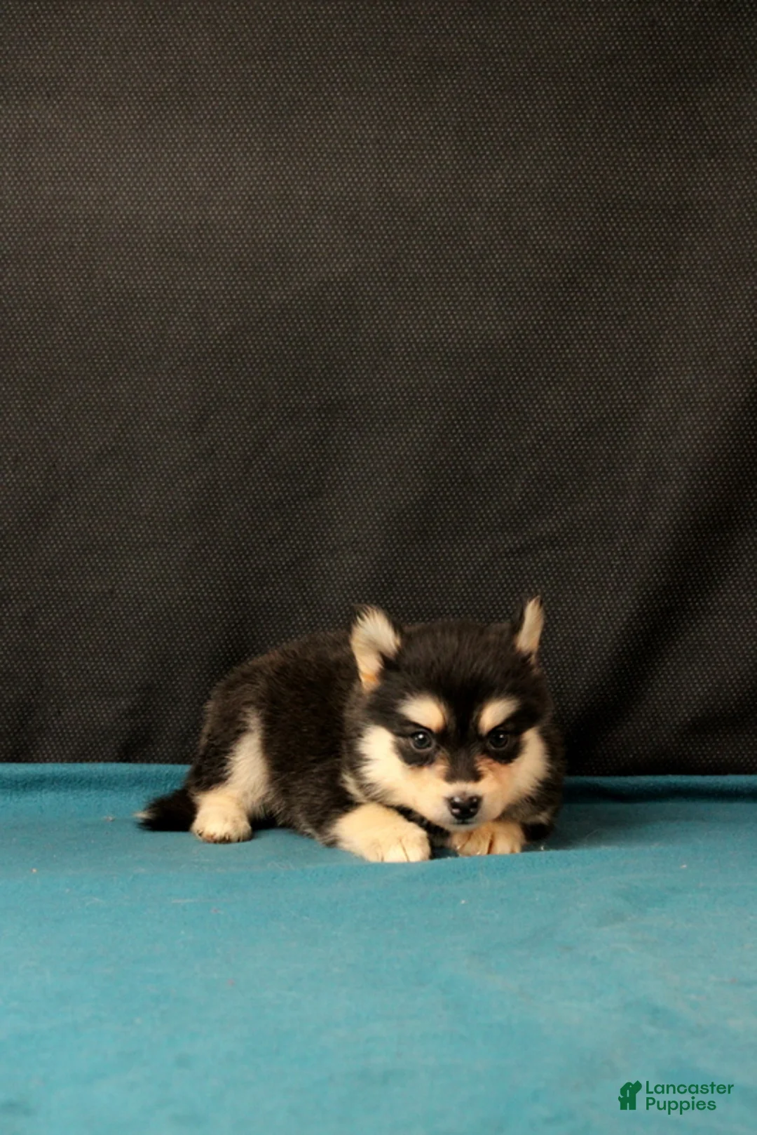 Pomsky dogs for sale: Savannah - Ad 1